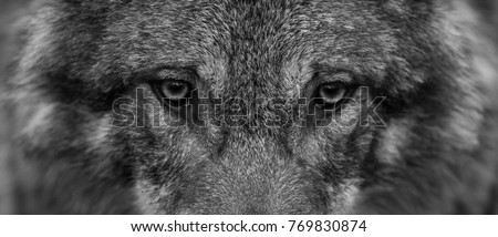 Gray Wolf in Black and White