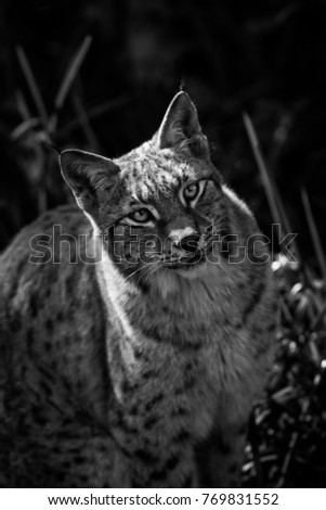 Lynx in Black and White