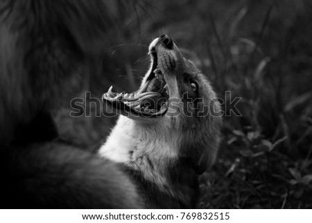 Red Fox in Black and White