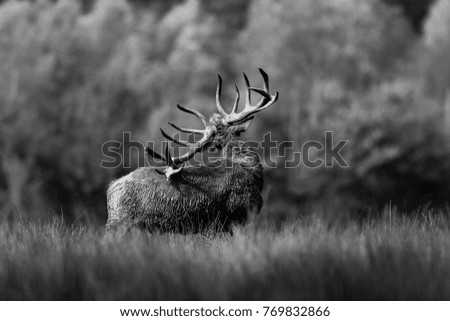 Deer in Black and White