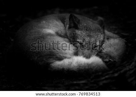 Polar Fox in Black and White