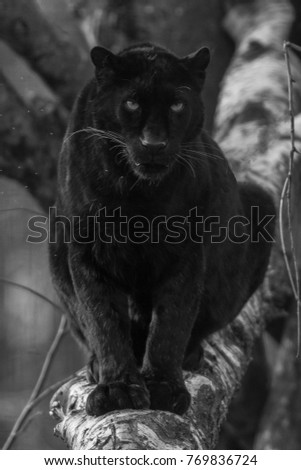 Black Panther animal