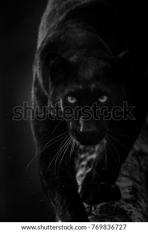 Black Panther animal Royalty-Free Stock Photo #769836727