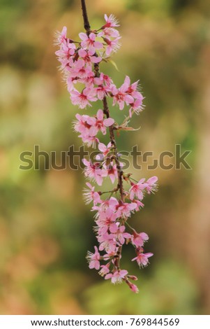Choose soft focus, beautiful cherry blossom or another name in Thailand that the flower queen tiger,
Bright pink Sakura on the high mountains of Chiang Mai in the beautiful spring.