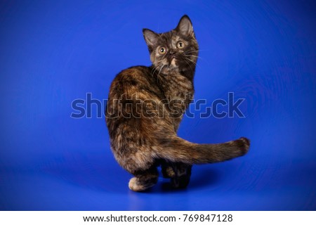 Scottish Fold black tortie kitten