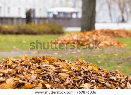 Piles of autumn leaves with selective focus. Fall leaves in focus on foreground