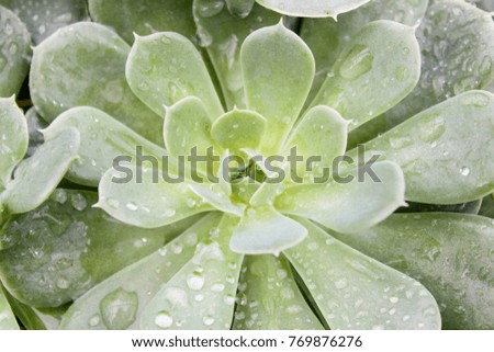 beautiful succulent plant in greenhouse. Closeup, floral patterns, selective focus.