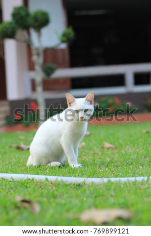 Selective focus,Asia cat ,that it species of blue eyes and fur white cat and green background.