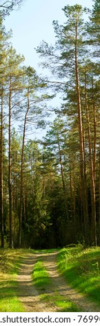 Vertical banner - road to coniferous wood