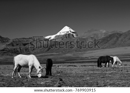horses in Tibet against the background of mountains