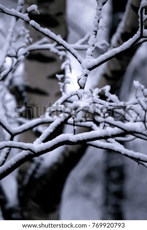 the first snow on the branches of trees