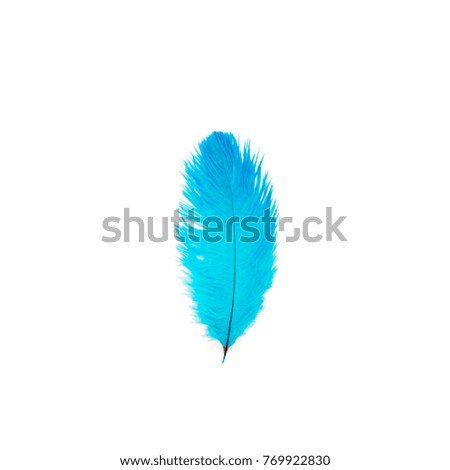 Bird feather of blue color. White background.
