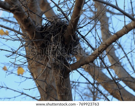 Nest in Bare Winter Tree - Photograph of a bird's nest in a bare tree in the autumn.