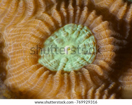 Coral texture in Bohol sea Philippines