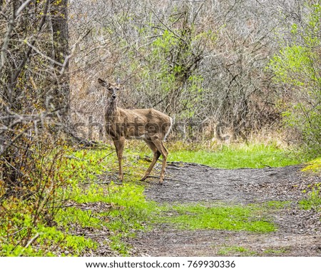 Whitetail deer in spring.