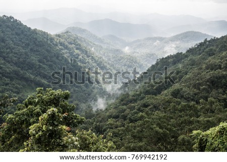 Tropical rain forest with fog in Thai, Thailand.