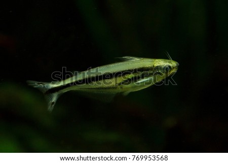 African glass catfish (Pareutropius debauwi). Royalty-Free Stock Photo #769953568