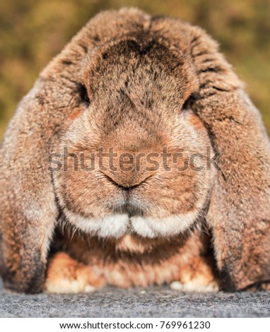 Cute bunny. Animals and pets