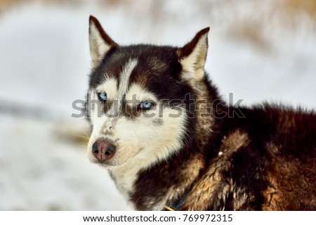 Siberian  Alaskan Malamute ,Husky dog outdoors. Portrait of a Alaskan Malamute dog in nature. Close-up.