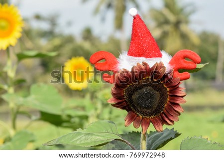 Christmas hairband on Red Sunflower field landscape with natural background
