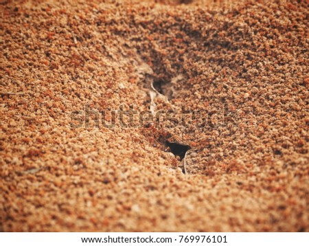 Close up of ants nest