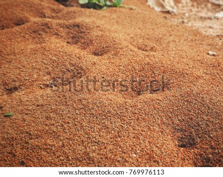 Close up of ants nest