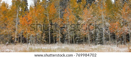 Snowy autumn scenery in the Cache National Forest of Utah