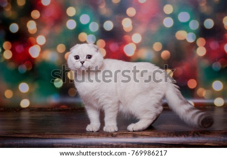 
scottish kitten on a New Year's background with a bokeh