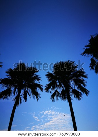 Silhouetted palm tree