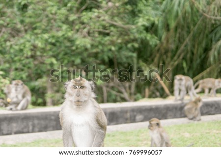 monkey over blurry background