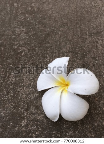Flower on the floor. Royalty-Free Stock Photo #770008312