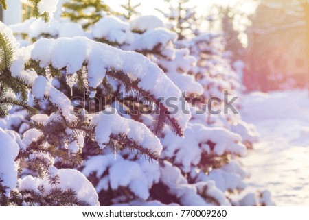 Branch of fir tree covered with snow, closeup. Fantastic light and colorful picture. Toned image