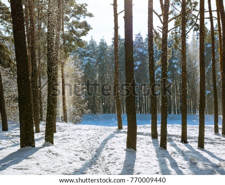 Amazing frosty winter landscape in snowy forest. Artistic picture. Beauty world.