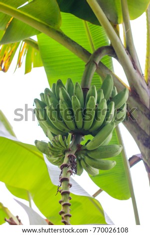 Banana tree with ripe fresh fruits on blurred bokeh background of tree in local home garden at Thailand. Viewed from below. selective focus 