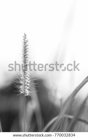 The grass is beautiful black and white