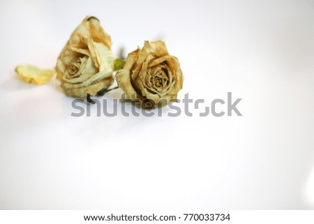 Abstract Dried Wilted Dead White, Yellow, and Green Roses on a White Background Isolated