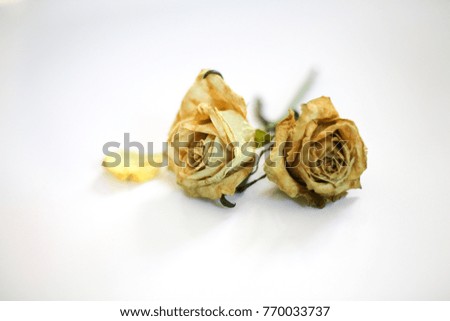 Abstract Dried Wilted Dead White, Yellow, and Green Roses on a White Background Isolated