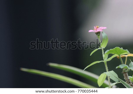 Delicate pink zinnia flower with gray shadowy background.