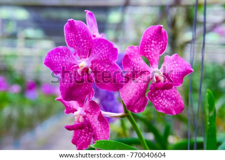 beautiful Vanda phalaenopsis Orchid flower and branch are blooming with bud in tropical garden.Orchid flower growing in thailand farm.orchid background blurred.Selective focus.in the morning.