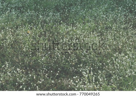 Backgrounds  Grass Flowers