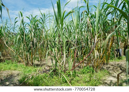 Sugar cane agriculture in Malaysia. A tropical plant.