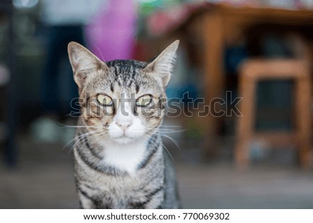 The eye cat portrait