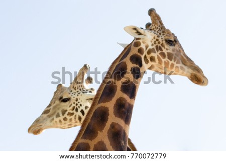 Two giraffes crossing long necks