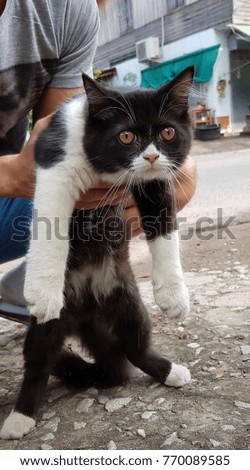 Cat Persian breed. Black and white.