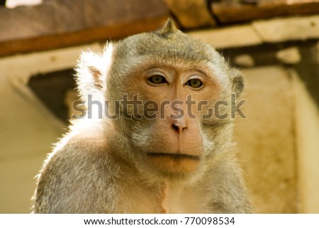Monkey sitting trifle