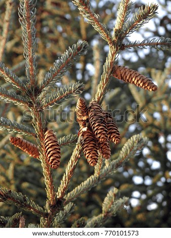 Spruce branches with cones closeup in sunlight