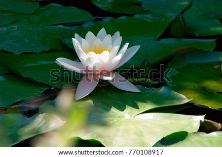 White waterlily in green leaves at sunny day.