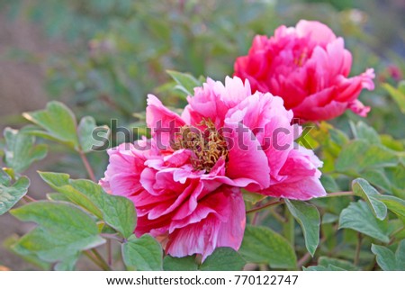 Chinese pink peony flowers. Selective focus , blurred nature background.