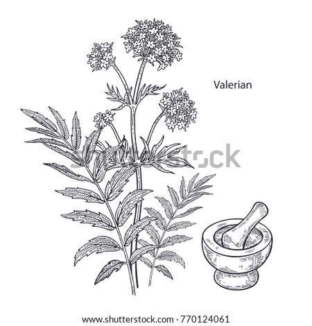 Realistic medical plant valerian, mortar and pestle. Vintage engraving. Vector illustration art. Black and white. Hand drawn of flower. Alternative medicine series.