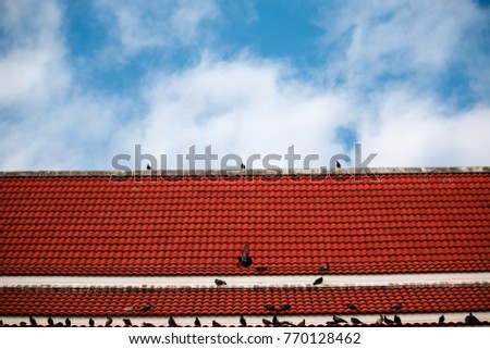 Pigeon or dove on roofs. In the picture see red tile roof and a beautiful sky background
